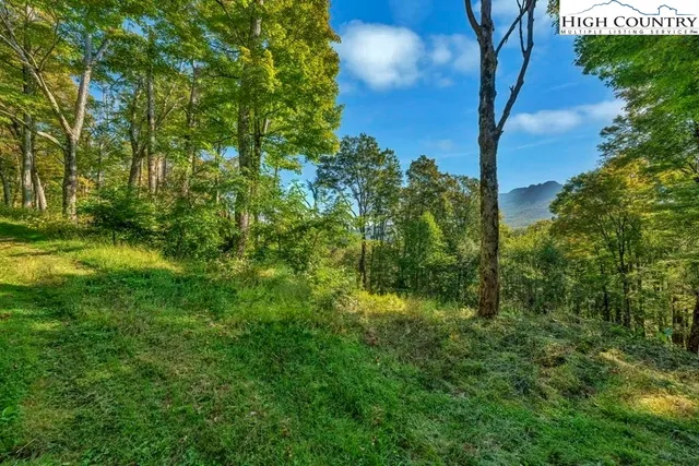 a view of a big yard with large trees