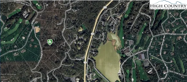 a close up of a plant in a forest