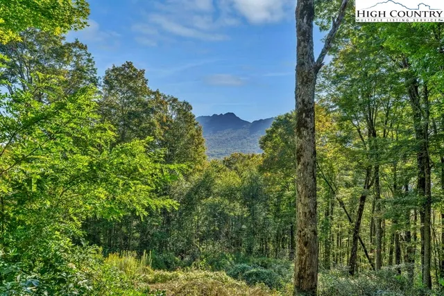 a view of a yard with a tree