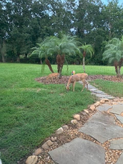 2841 Banyan Hill Lane Land O' Lakes, FL 34639 - Photo 16 of 20