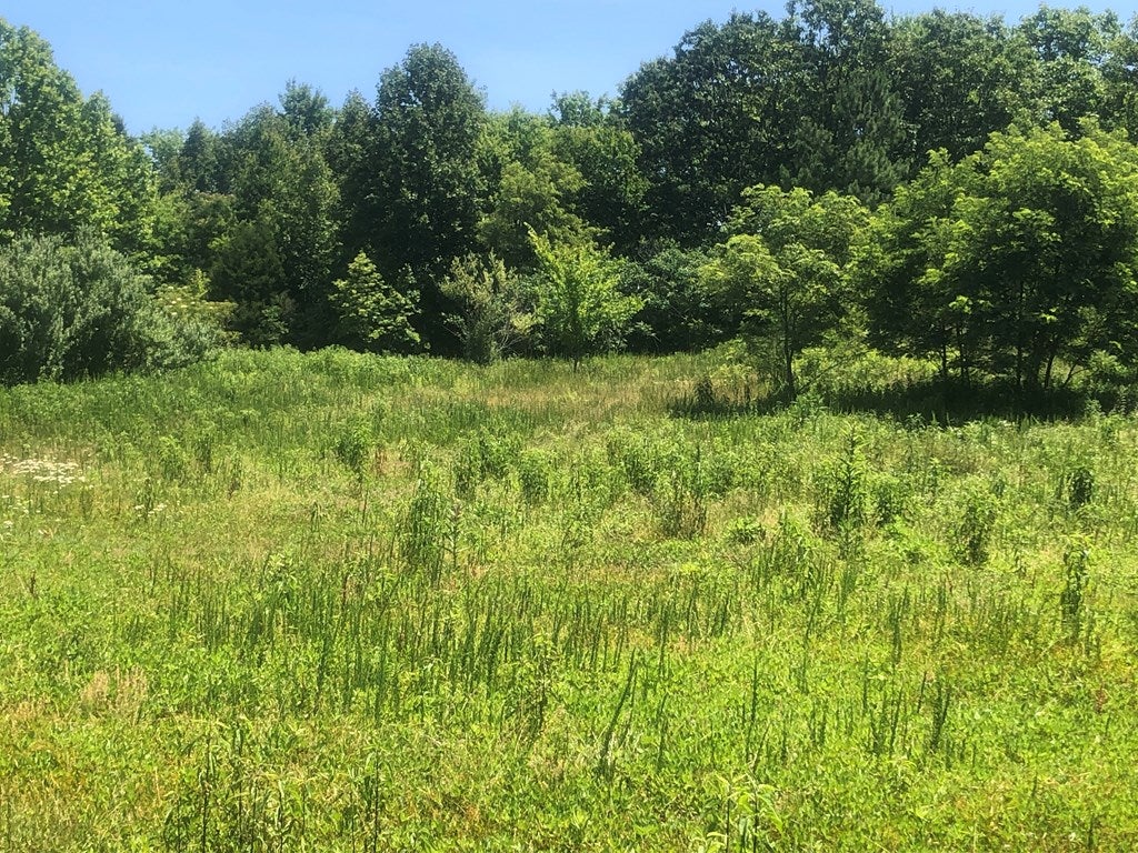 Tbd Pat Field Road Haysi, VA 24256 - Photo 12 of 16 Gallery Image 12