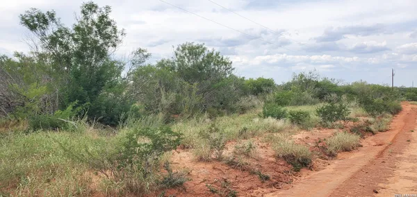 a view of a lush green forest with lots of trees