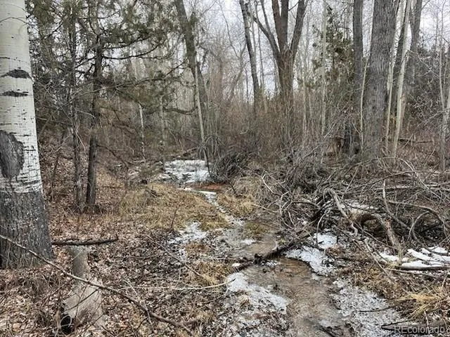 a view of a forest with trees