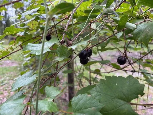 a view of a yard with large trees