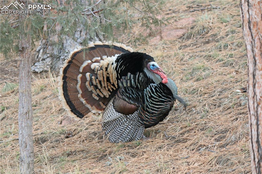 89 Ranch View Road Florissant, CO 80816 - Photo 47 of 50 Gobble Gobble!