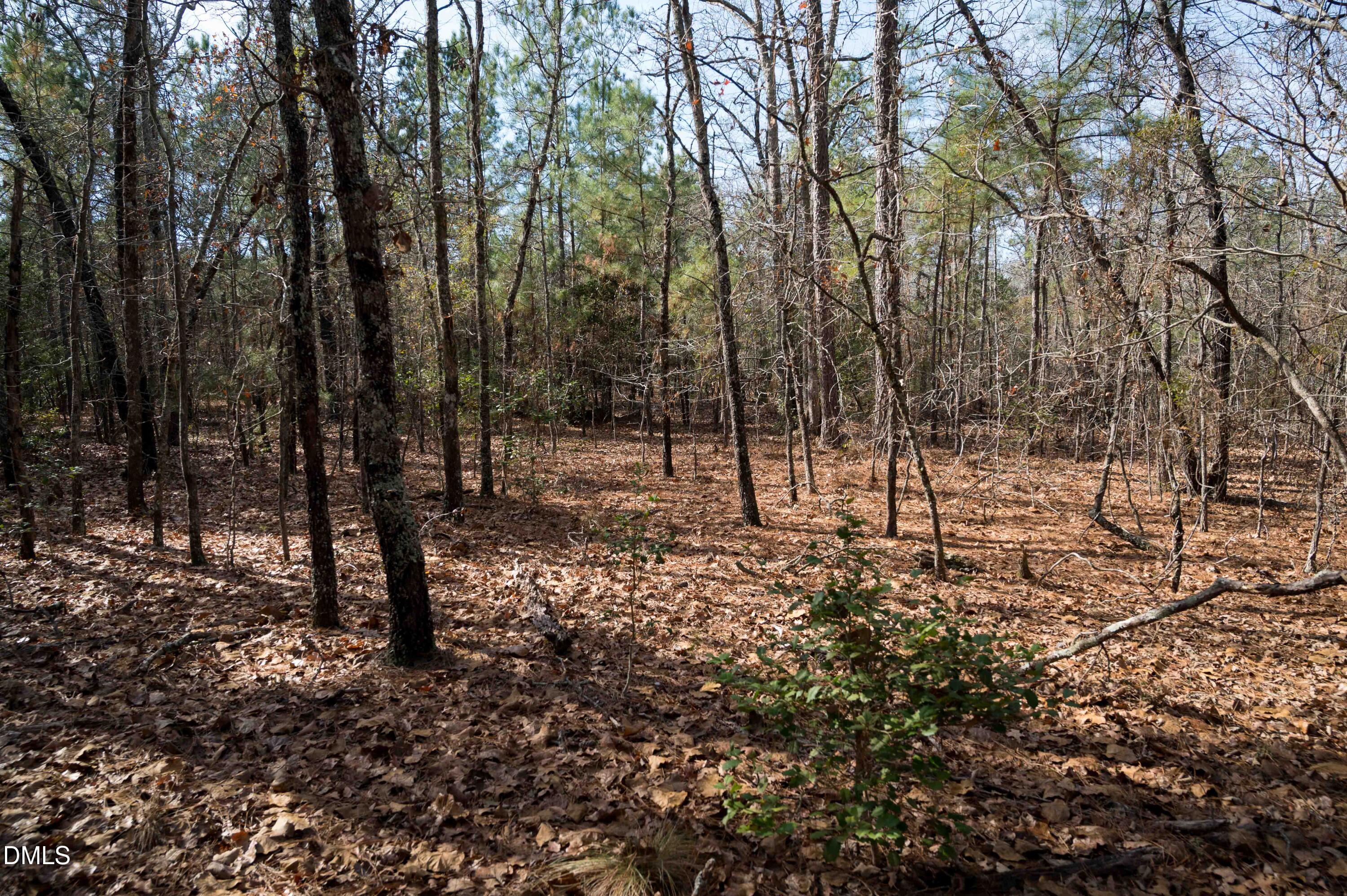 5131 Ponderosa Road Sanford, NC 27332 - Photo 46 of 51 a view of a forest with trees in the background