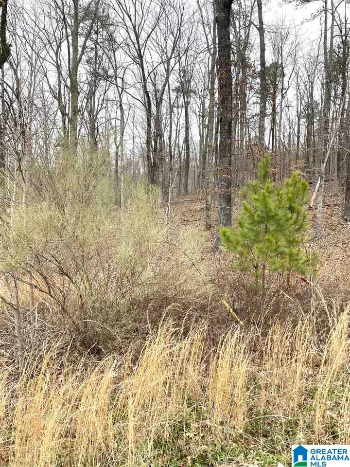 355 Gray Fox Road, Unit 58 Springville, AL 35146 - Photo 5 of 10