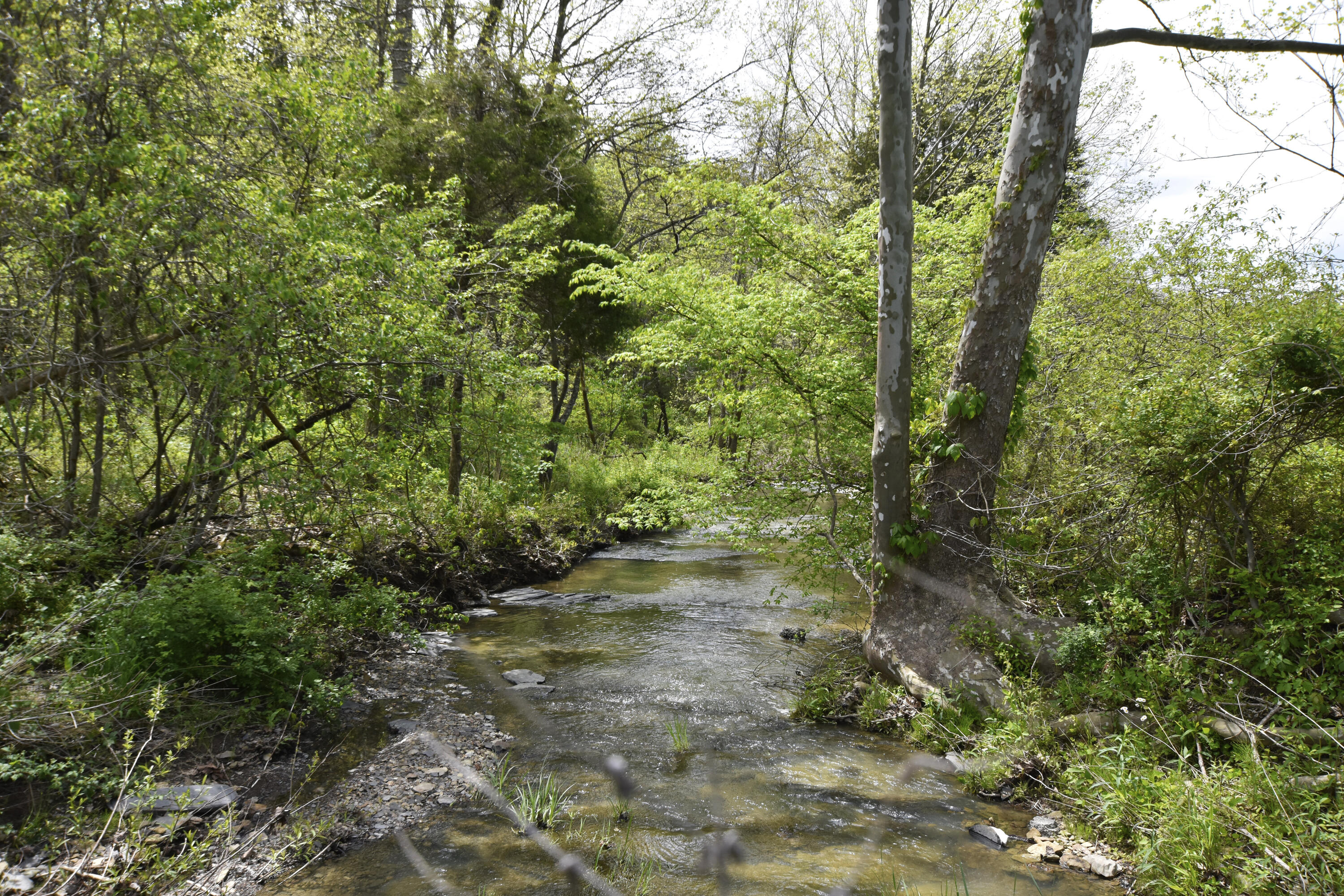 2771 Little Rock Road Irvine, KY 40336 - Photo 5 of 35 Creek!
