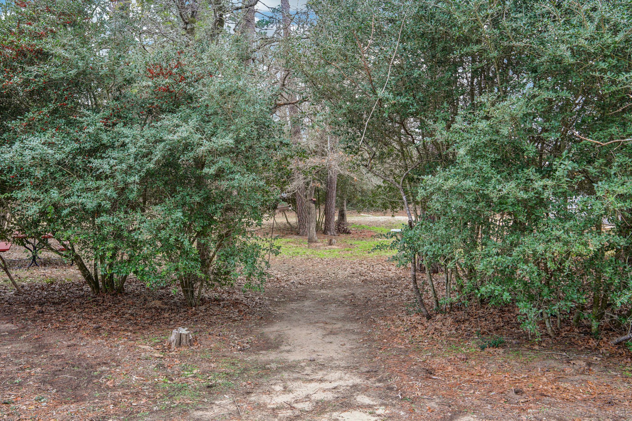 198 Kelley Road East Bastrop, TX 78602 - Photo 33 of 40 a view of a forest with trees in the background