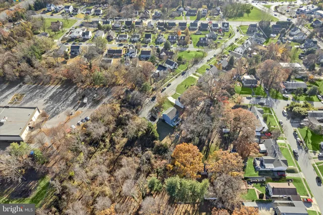 a view of a forest with a tree