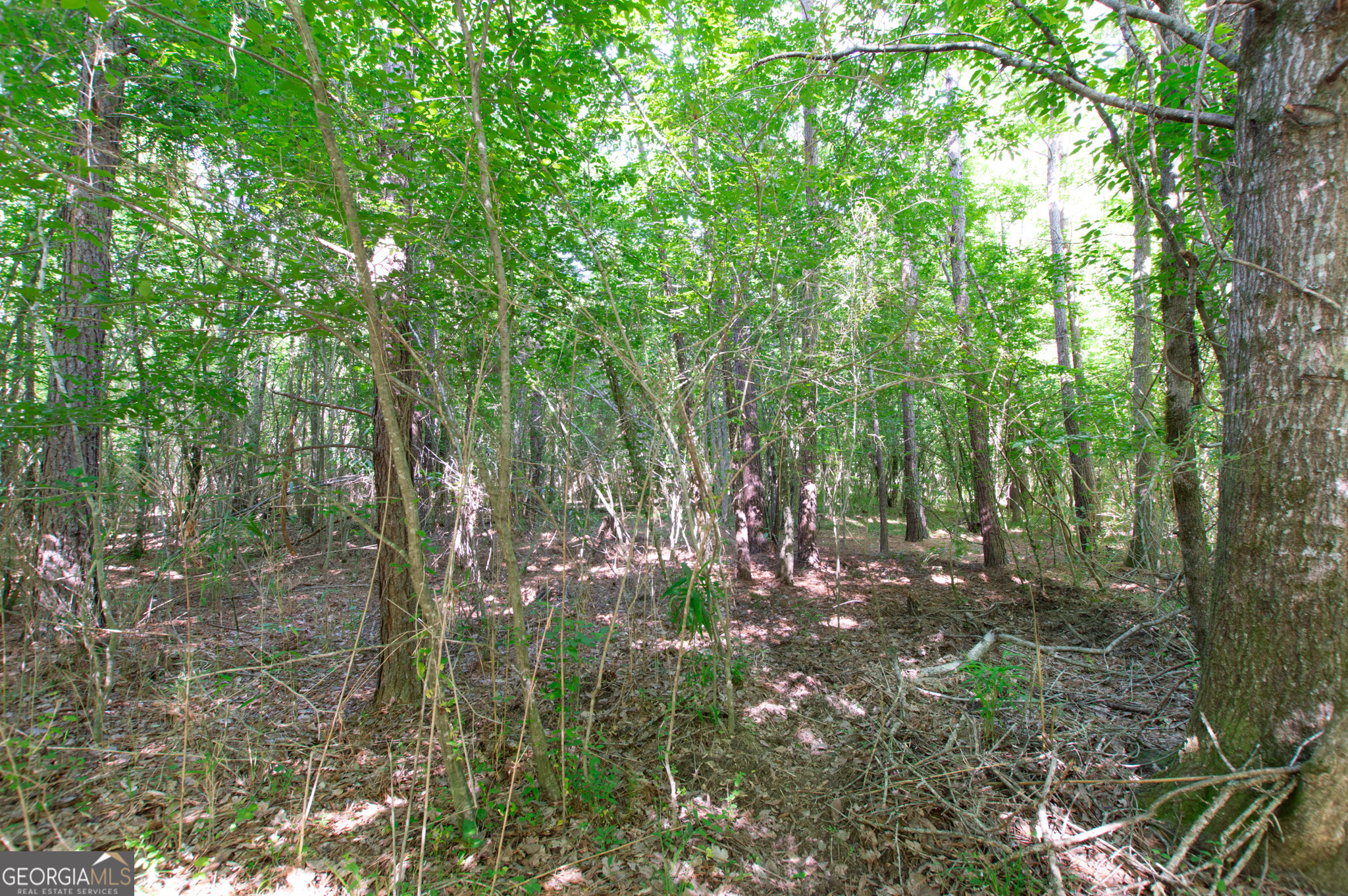 0 Apt-to-miss Road Monticello, GA 31064 - Photo 19 of 56 a view of forest