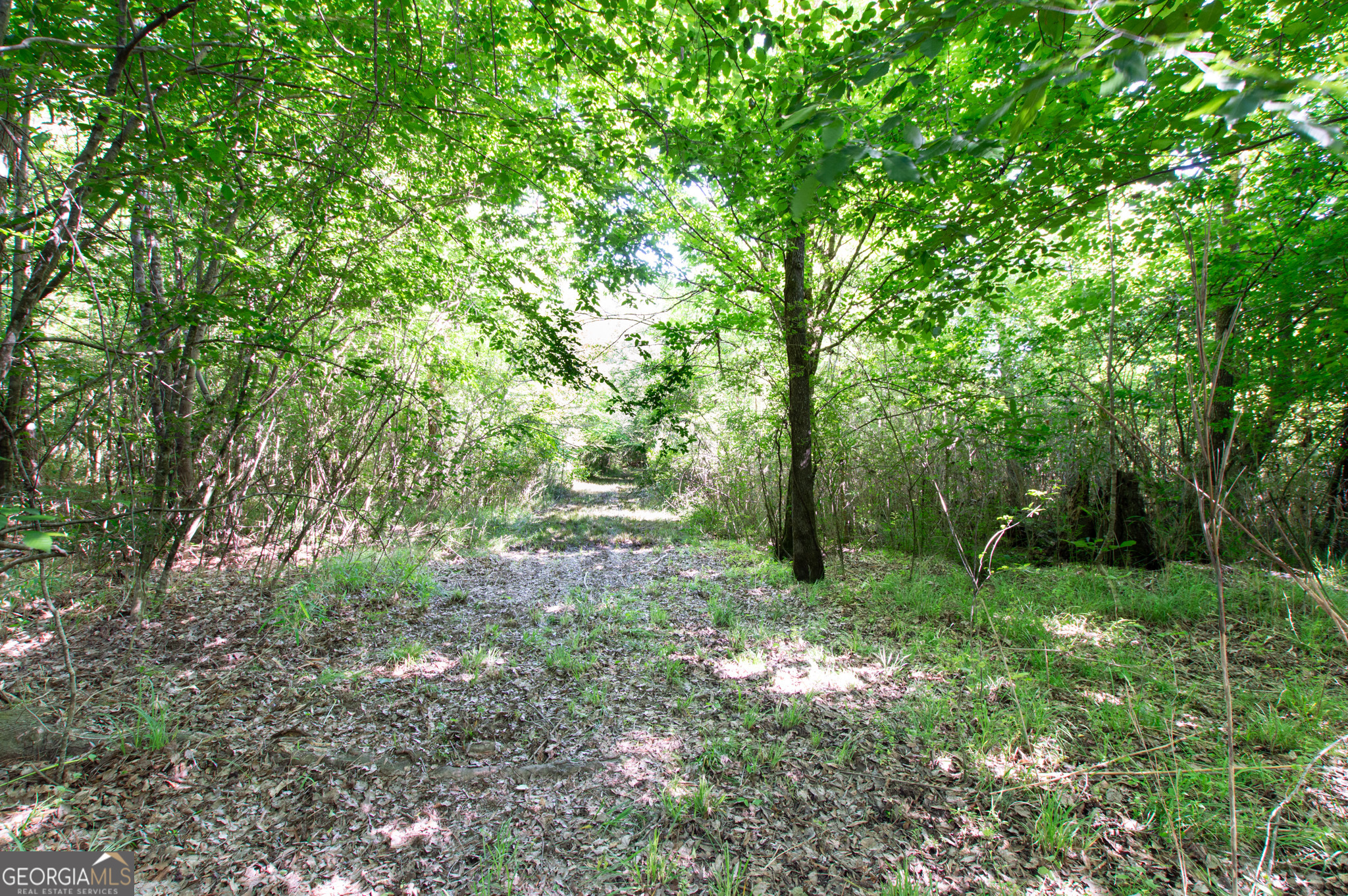 0 Apt-to-miss Road Monticello, GA 31064 - Photo 20 of 56 a view of a lush green forest