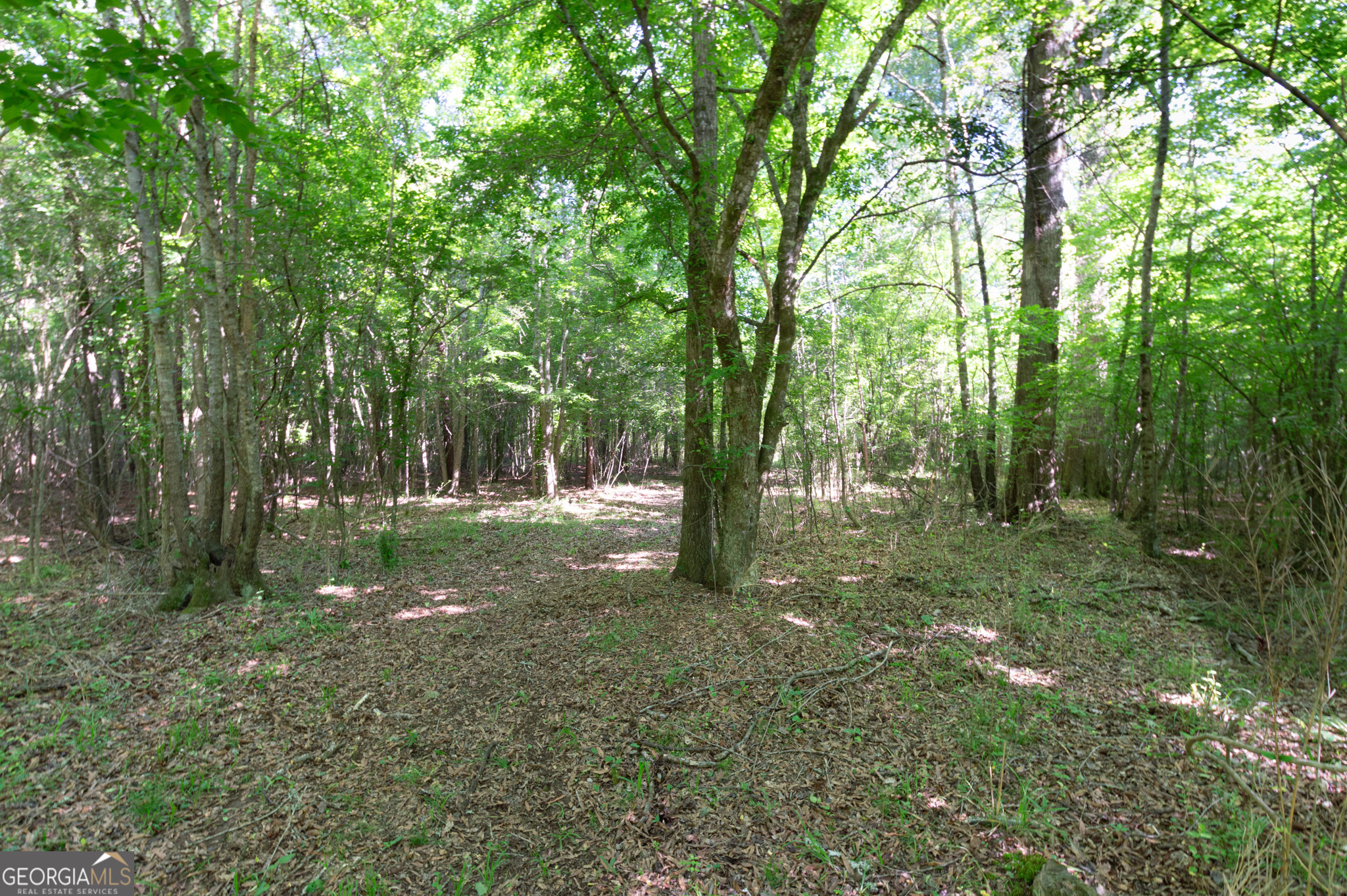 0 Apt-to-miss Road Monticello, GA 31064 - Photo 21 of 56 a view of a forest with trees in the background