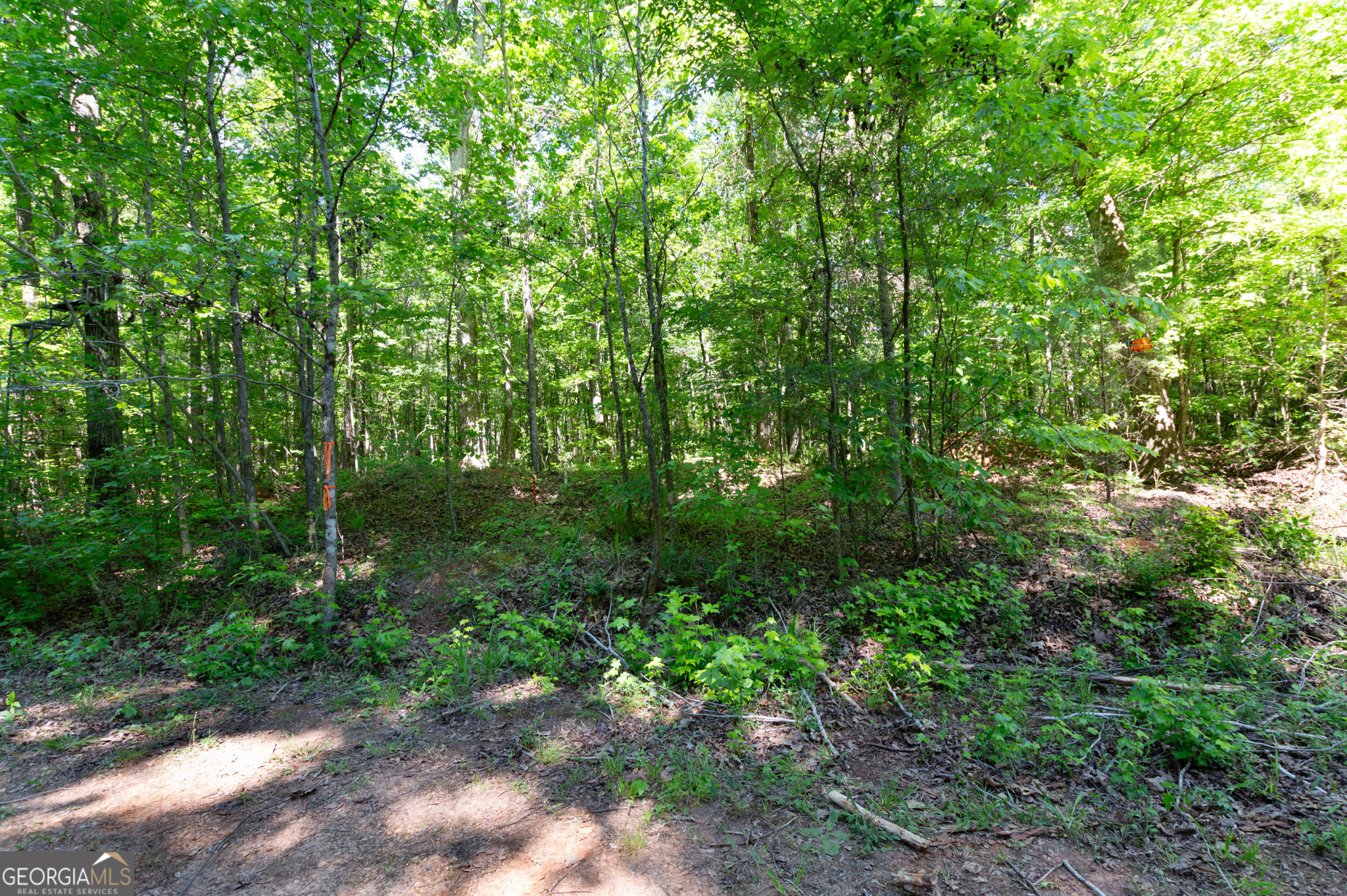 0 Apt-to-miss Road Monticello, GA 31064 - Photo 43 of 56 a view of a forest with lots of trees