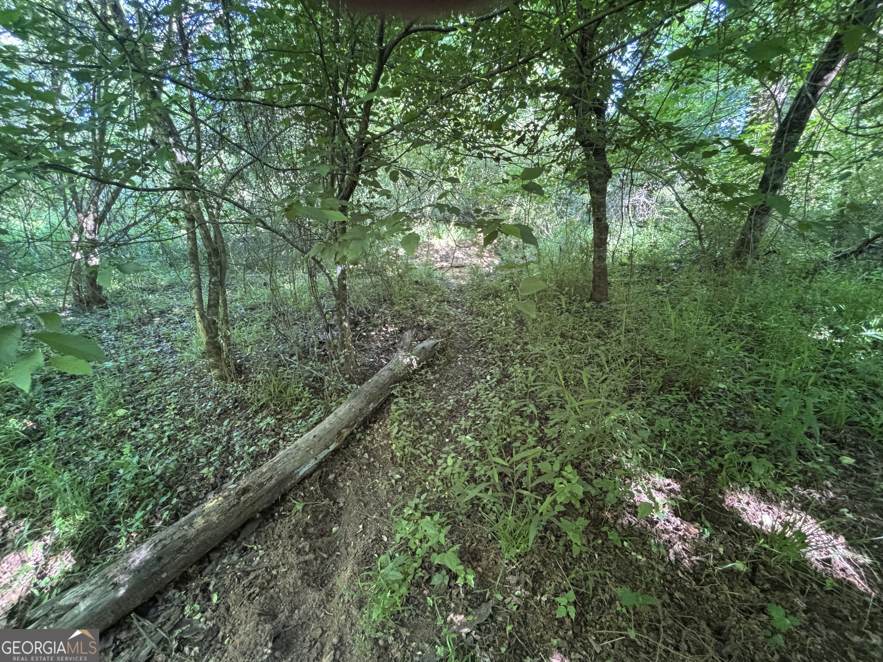 0 Apt-to-miss Road Monticello, GA 31064 - Photo 50 of 56 a view of a forest with trees