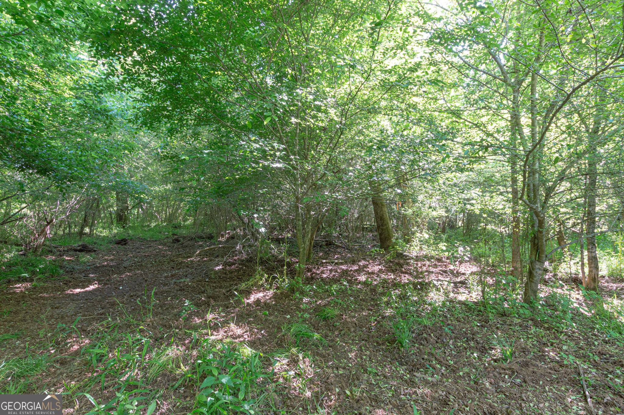 0 Apt-to-miss Road Monticello, GA 31064 - Photo 7 of 56 a view of a forest with trees in the background