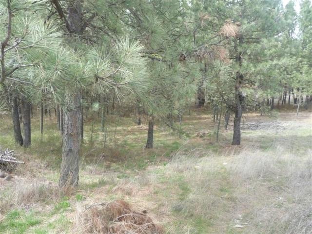 24505-s Pine South Rd Road Cheney, WA 99004 - Photo 14 of 16 Gallery Image 14
