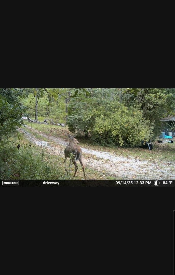 1150 Bell Hollow Road Vanleer, TN 37181 - Photo 28 of 32 a view of beach and ocean