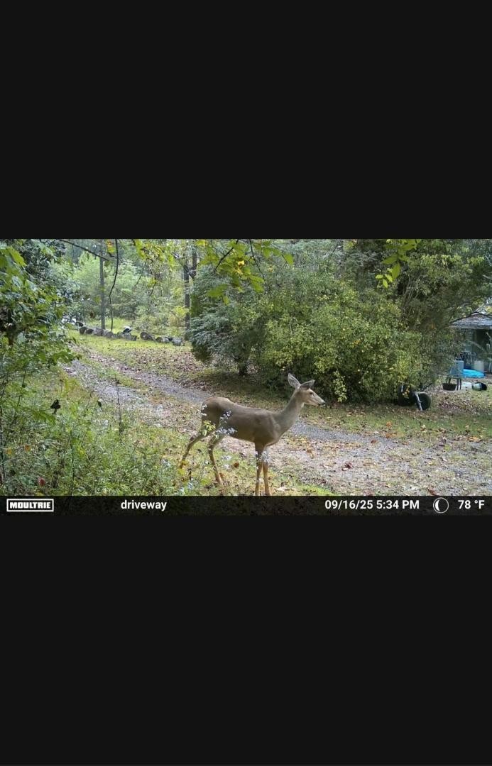 1150 Bell Hollow Road Vanleer, TN 37181 - Photo 29 of 32