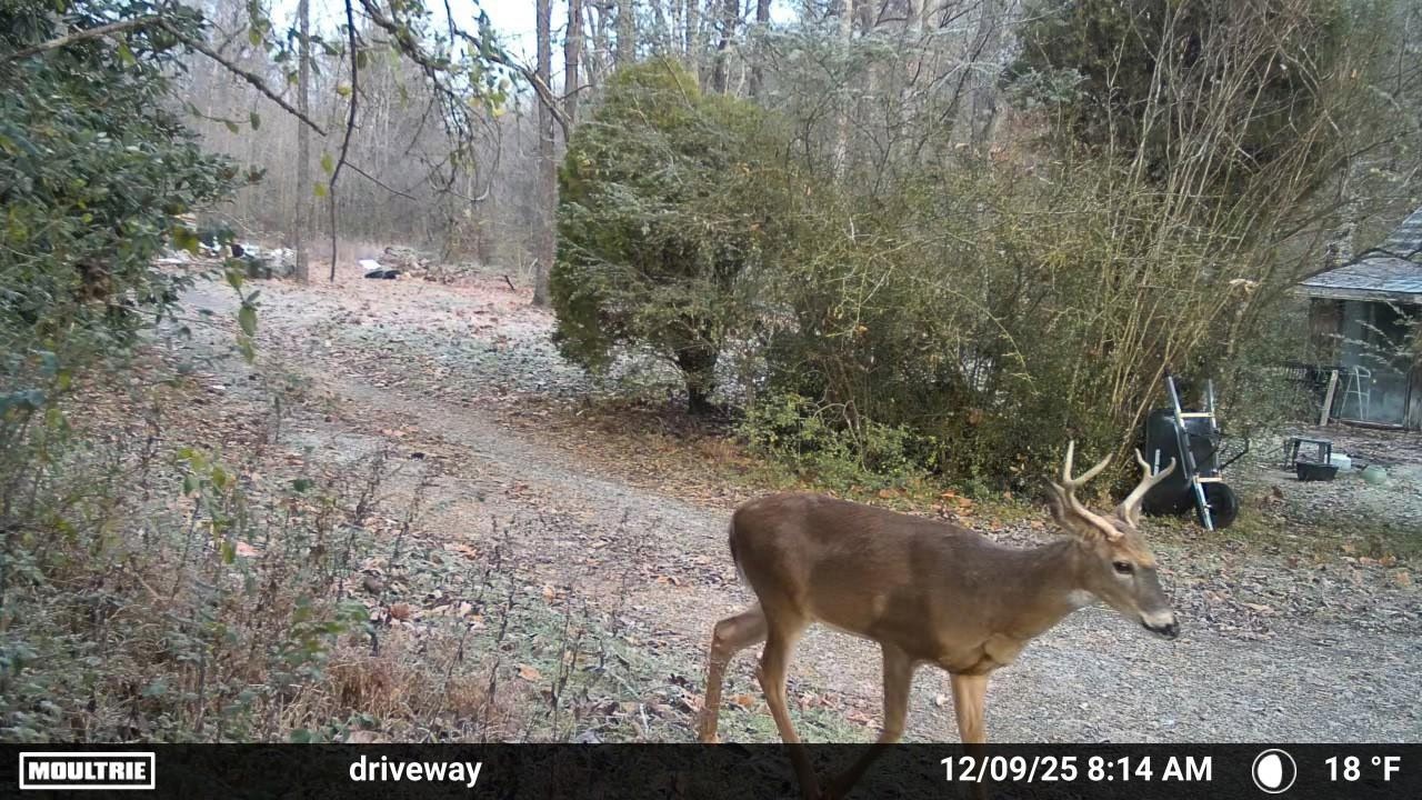 1150 Bell Hollow Road Vanleer, TN 37181 - Photo 32 of 32 a view of outdoor space and yard