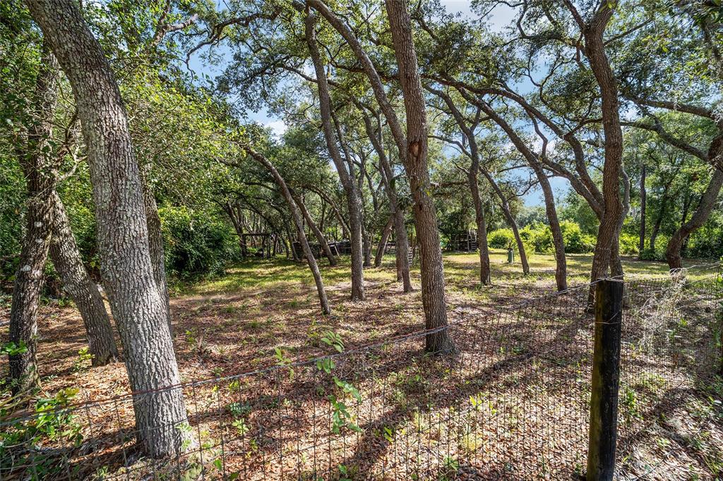 15755 Southwest 90th Avenue Dunnellon, FL 34432 - Photo 51 of 55 a view of a forest with trees