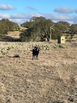 564 Cherry Springs Road Hunt, TX 78024 - Photo 27 of 29 a view of ocean with mountains