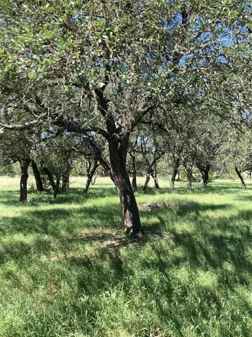 a view of yard with trees