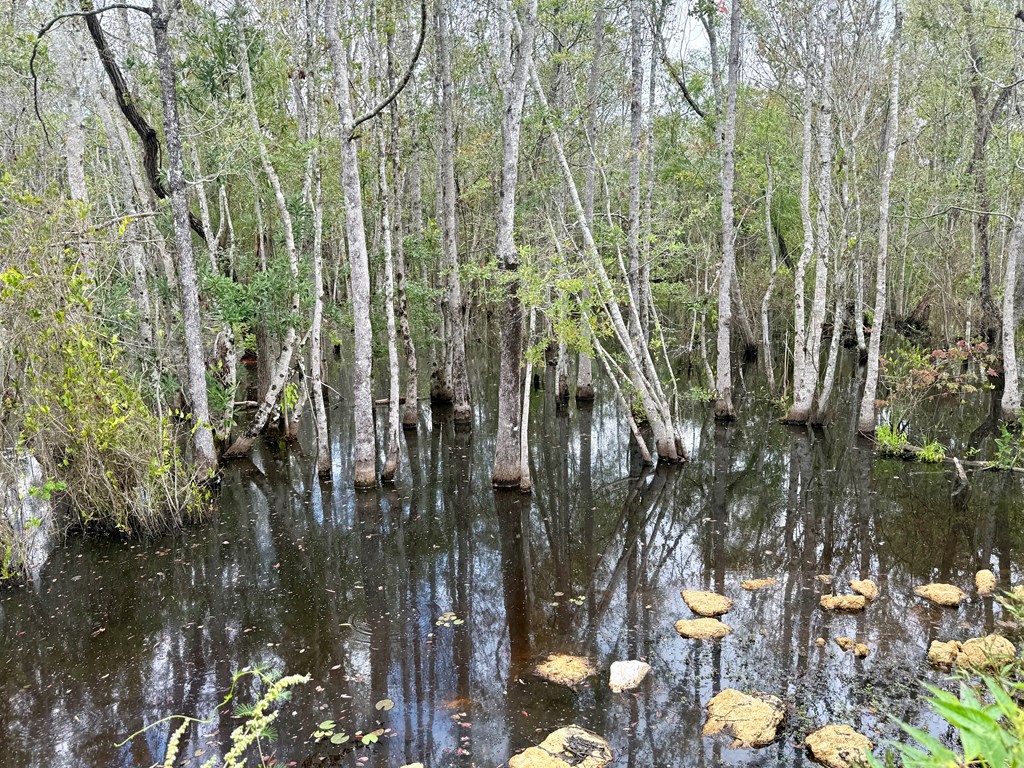 17.57-acres Red Oak Road Florala, AL 36442 - Photo 4 of 11