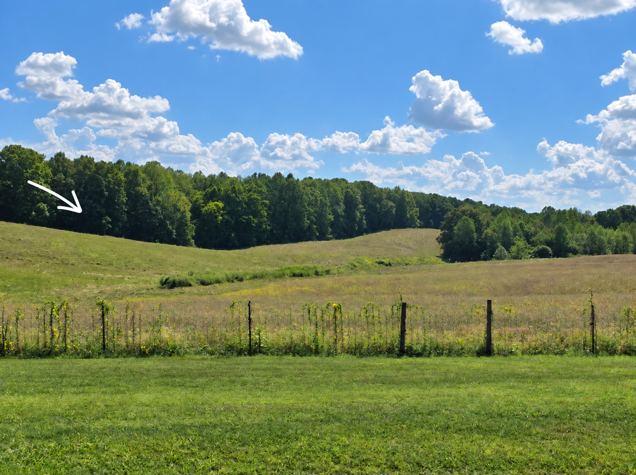 0 New Home Road Smithville, TN 37166 - Photo 6 of 17 Gallery Image 6