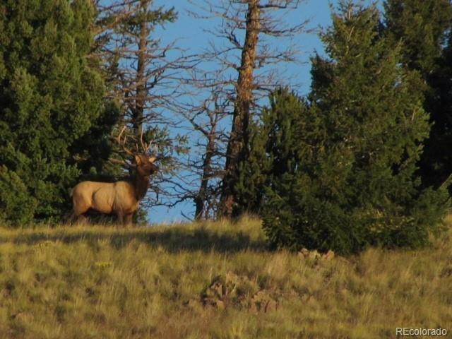 108 County Road Guffey, CO 80820 - Photo 5 of 5 a view of lake