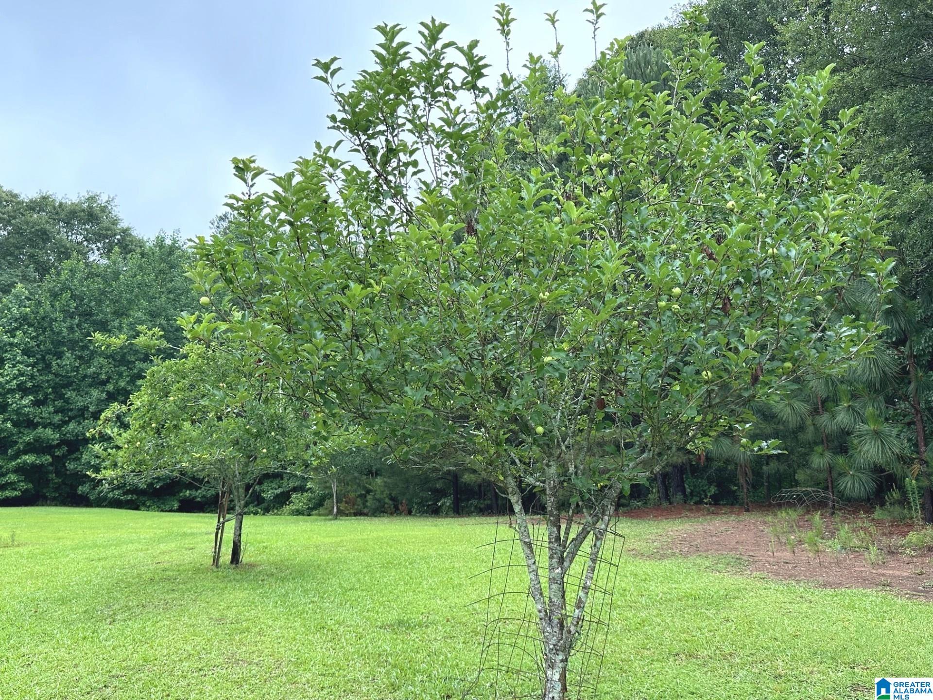 1020 County Road 57 Lineville, AL 36266 - Photo 22 of 40