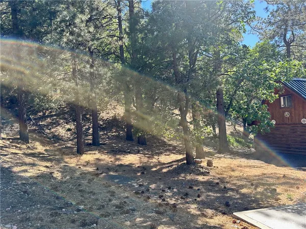 a view of a tree in a yard