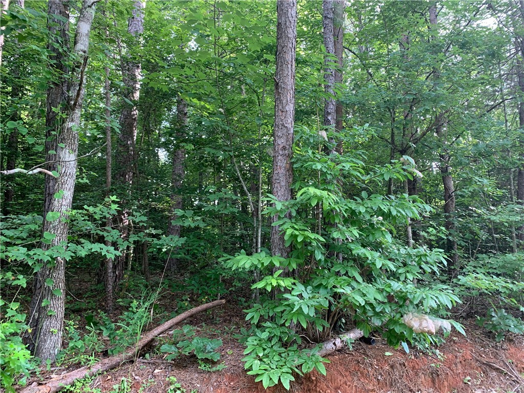 0 Austin Edwards/springbrook Road Walhalla, SC 29691 - Photo 3 of 8 Gallery Image 3