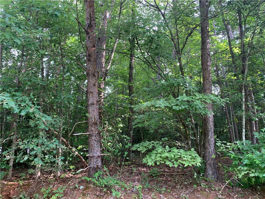 0 Austin Edwards/springbrook Road Walhalla, SC 29691 - Photo 5 of 8 Gallery Image 5