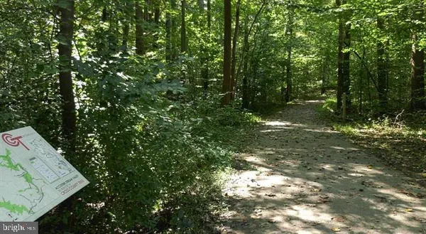 a view of a forest