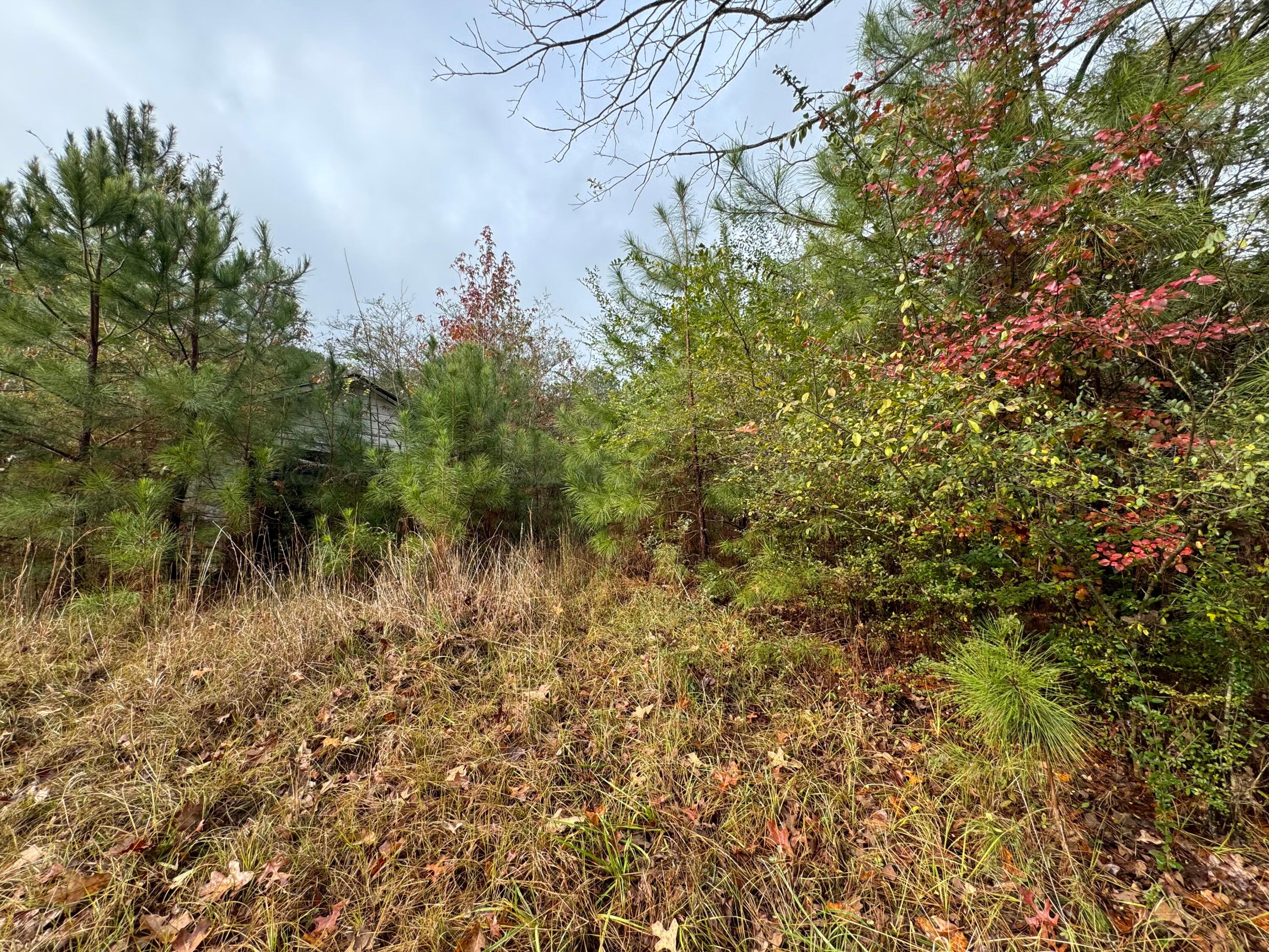 276 Church Road Cordova, AL 35550 - Photo 5 of 7 Gallery Image 5