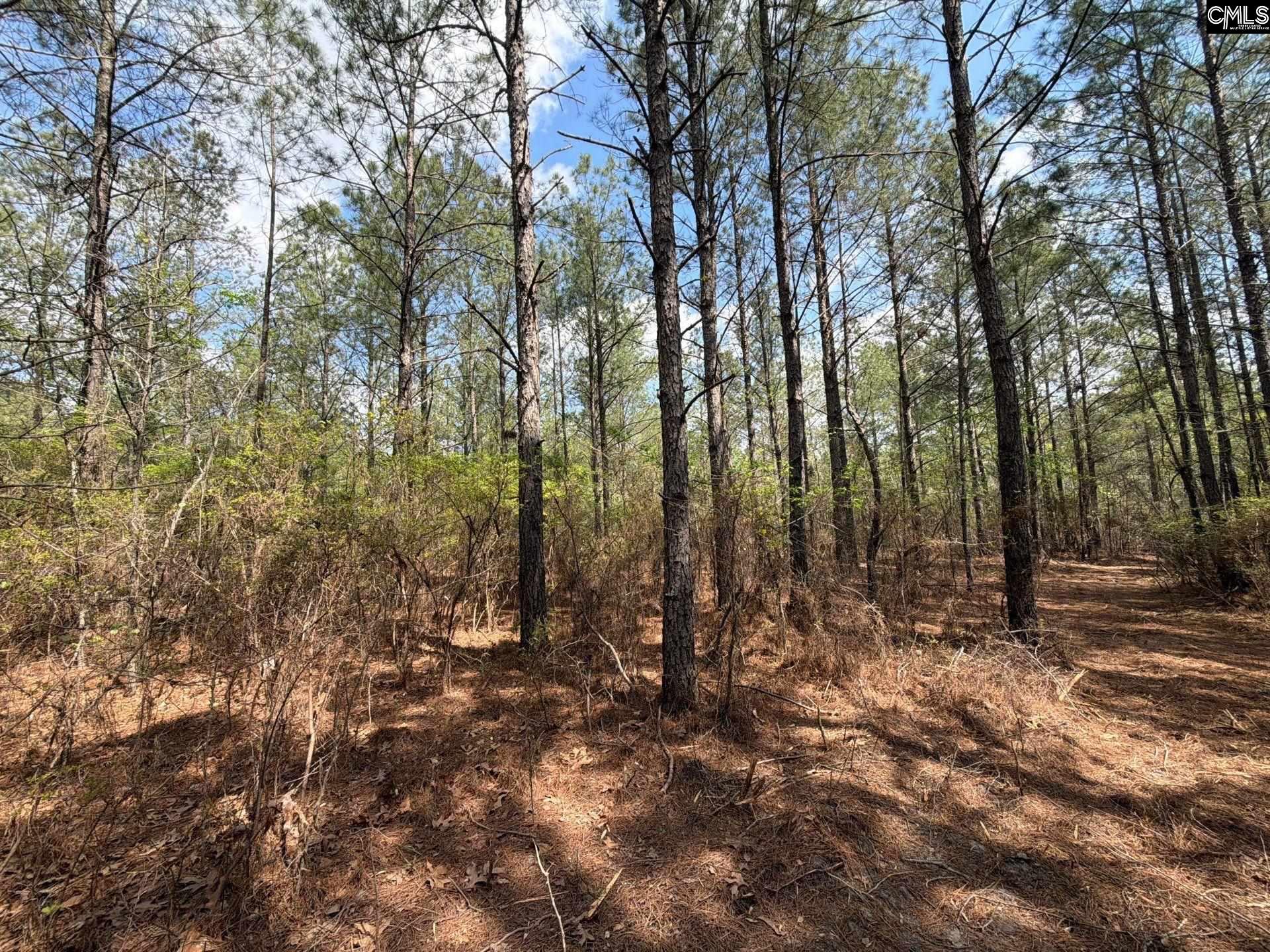 3 Mt Calvary Rd Ridge Spring Ridge Spring, SC 29129 - Photo 21 of 27
