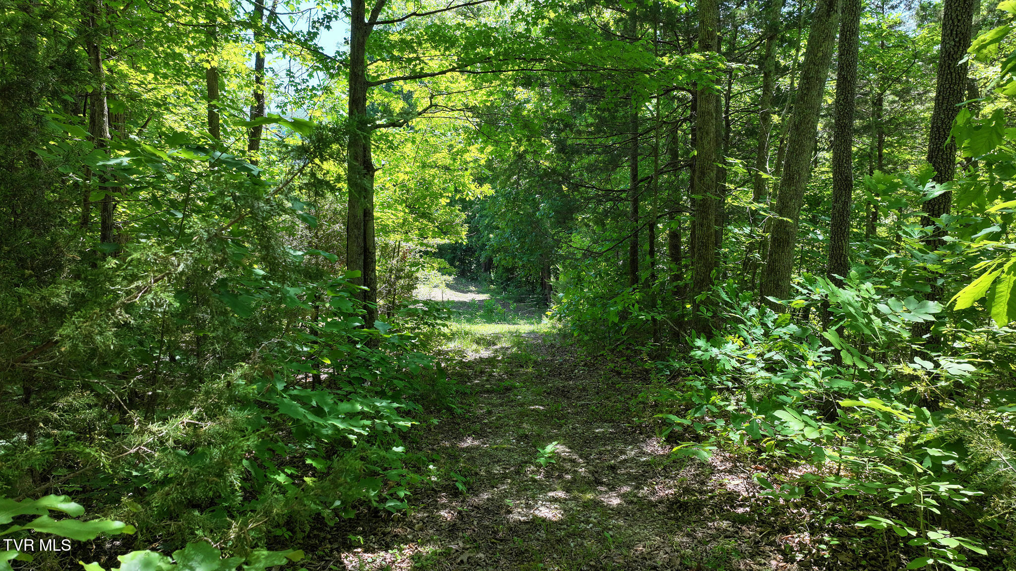1475 Davis Valley Road Afton, TN 37616 - Photo 38 of 67 38