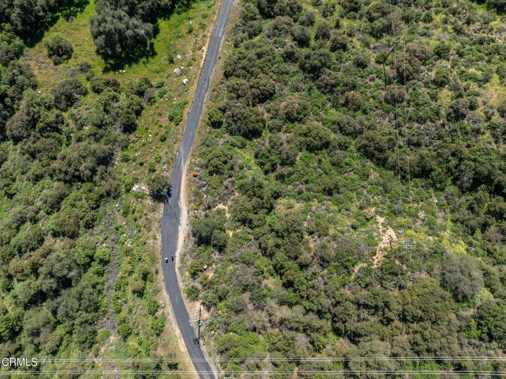 4700 Rising Hill Road Altadena, CA 91001 - Photo 26 of 35 a view of a forest with a tree