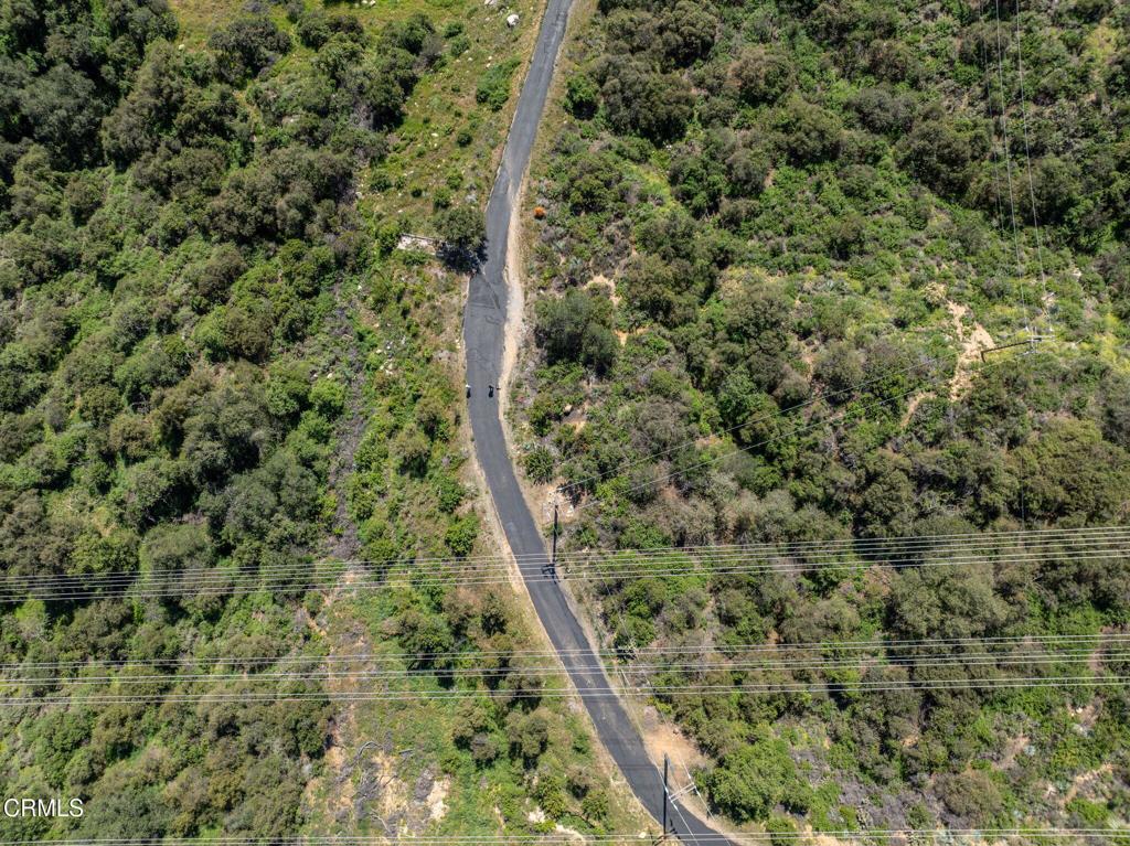 4700 Rising Hill Road Altadena, CA 91001 - Photo 32 of 35 a view of a forest with a plant