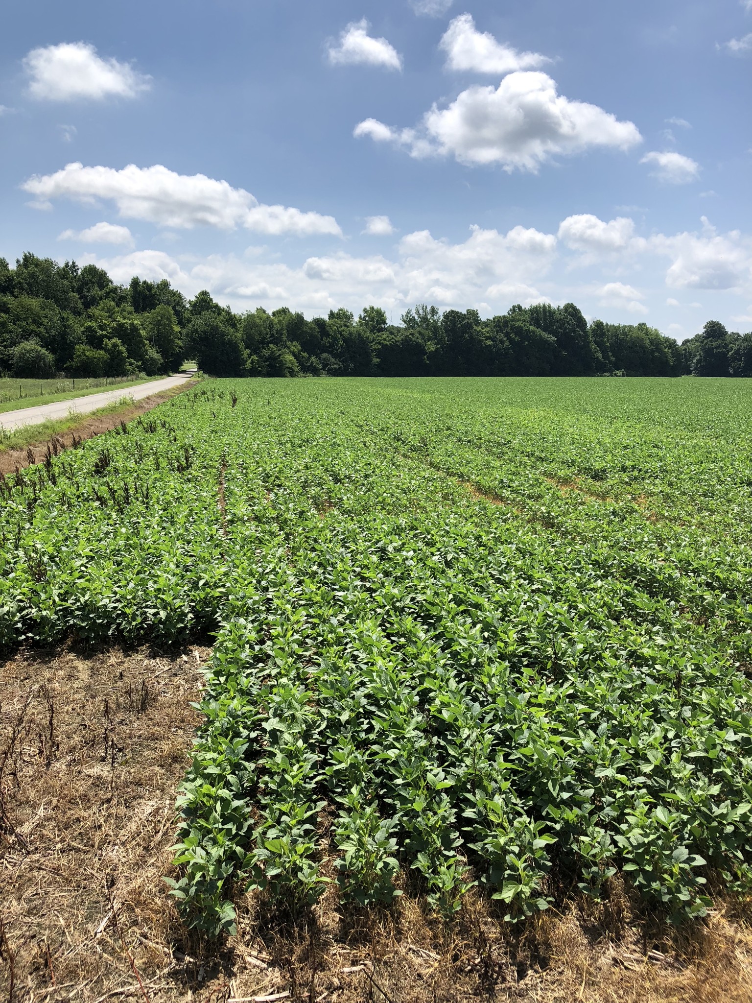 0 Duncan Street Manchester, TN 37355 - Photo 11 of 14 a view of a lake with a yard