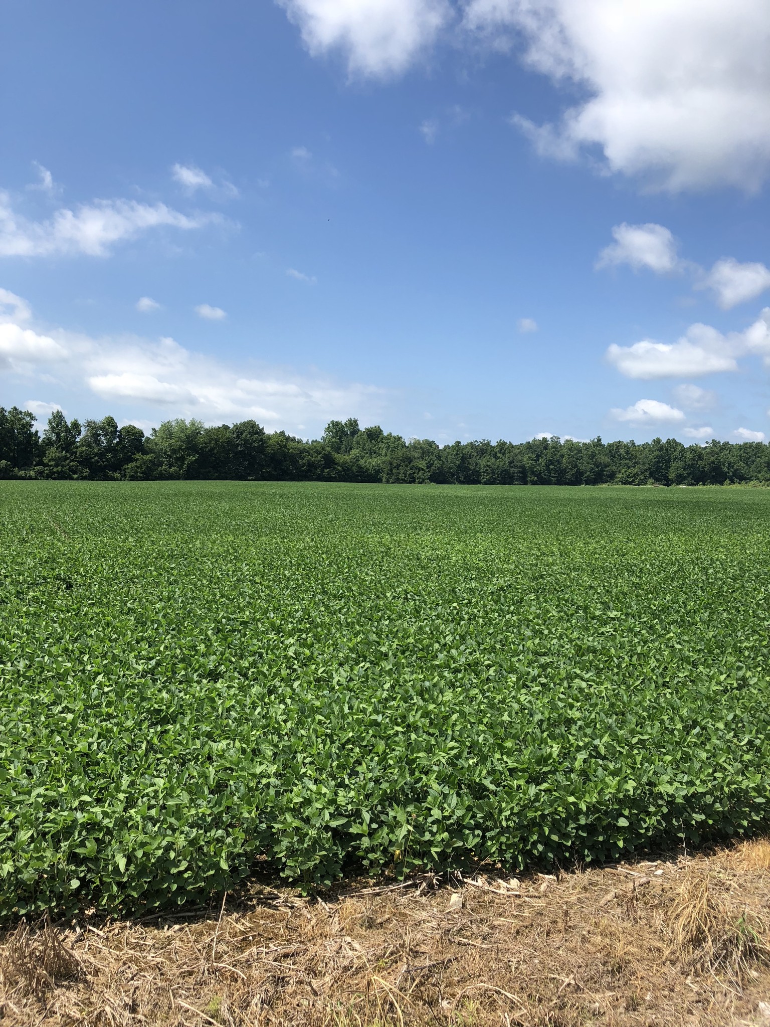 0 Duncan Street Manchester, TN 37355 - Photo 2 of 14 a view of a lake with a big yard
