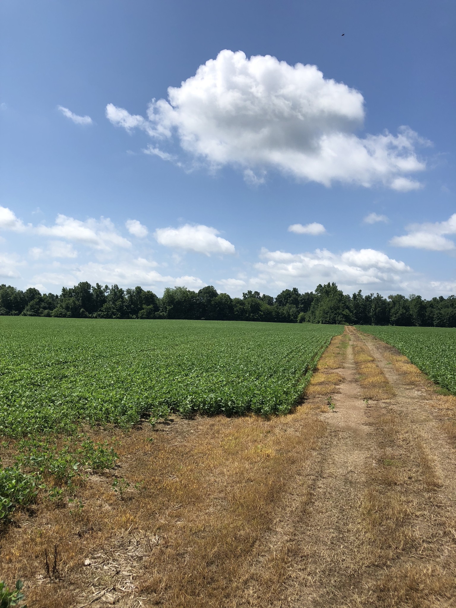 0 Duncan Street Manchester, TN 37355 - Photo 10 of 14 a view of a lake with a big yard
