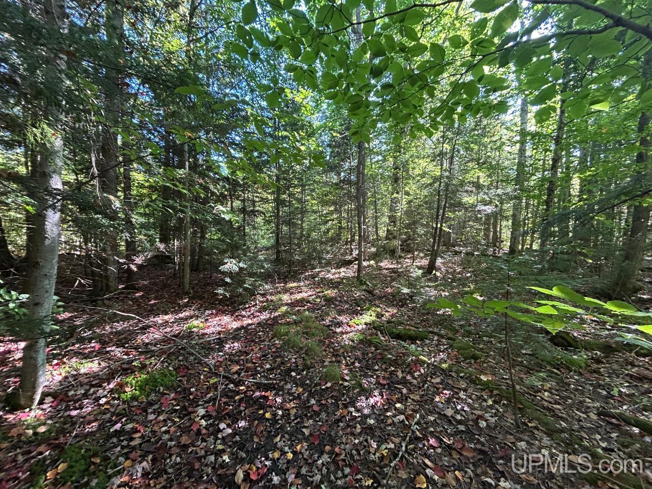 40-acres 40-acres Camp Road Shingleton, MI 49884 - Photo 14 of 20