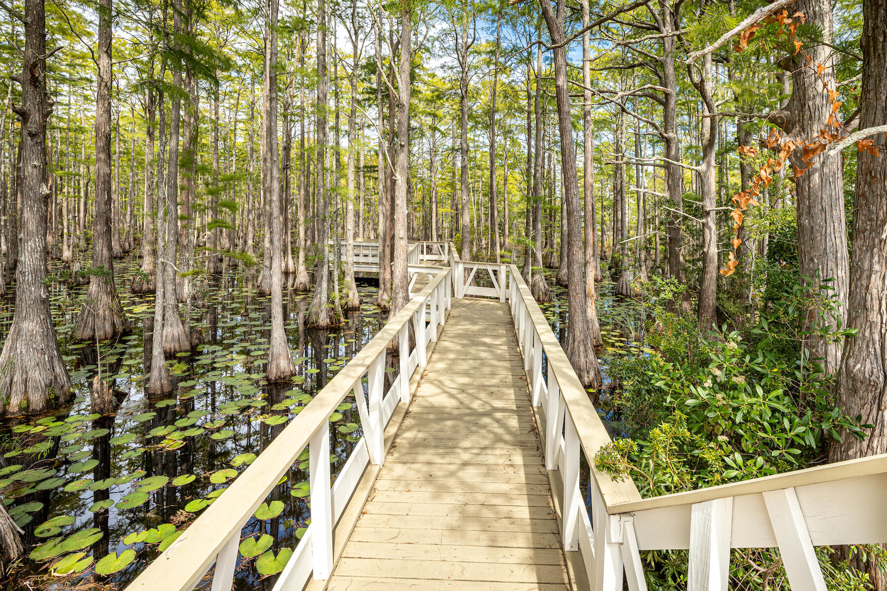 388 Cypress Drive Santa Rosa Beach, FL 32459 - Photo 62 of 65 Boardwalk