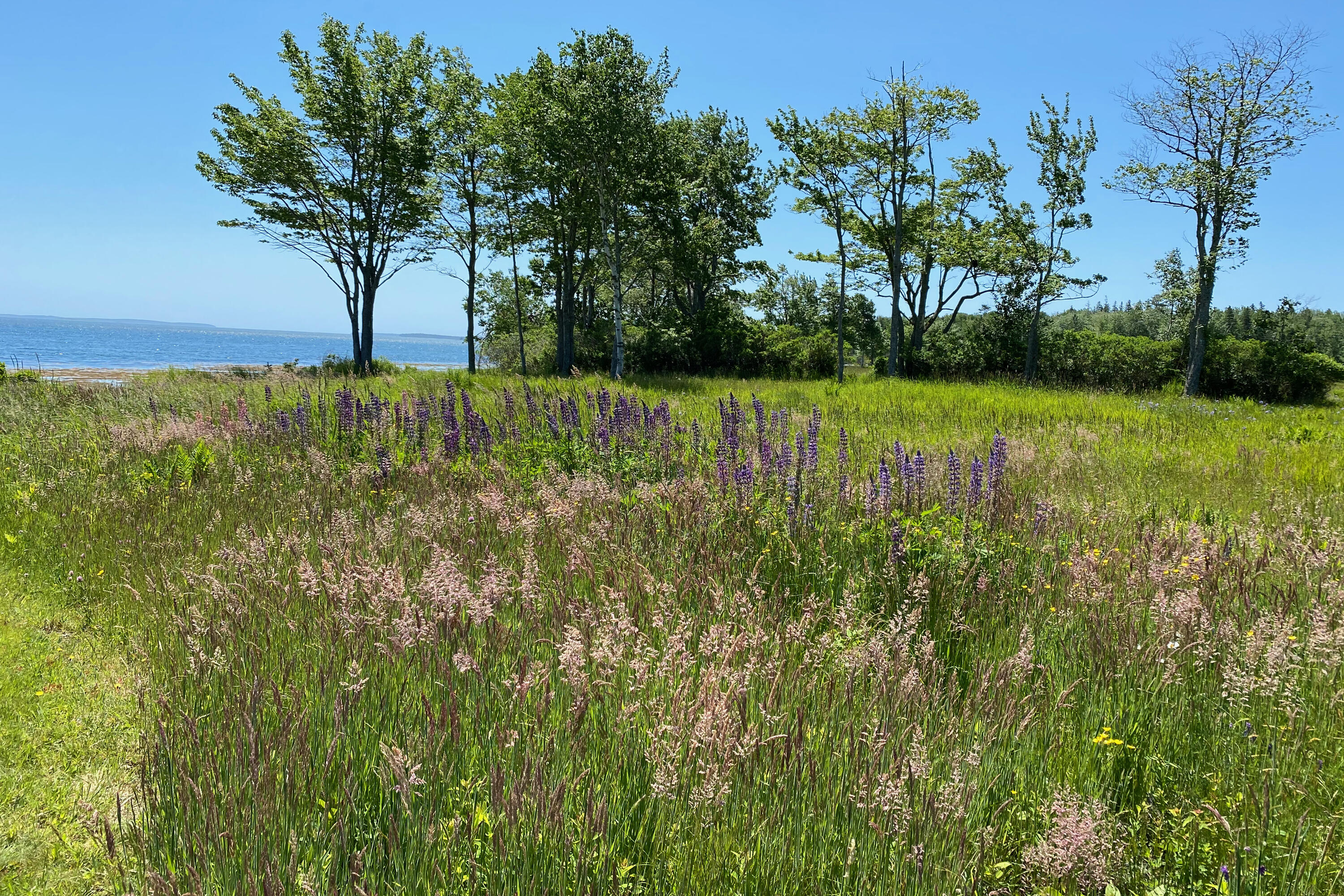 93 Harriman Point Road Brooklin, ME 04616 - Photo 20 of 96 19