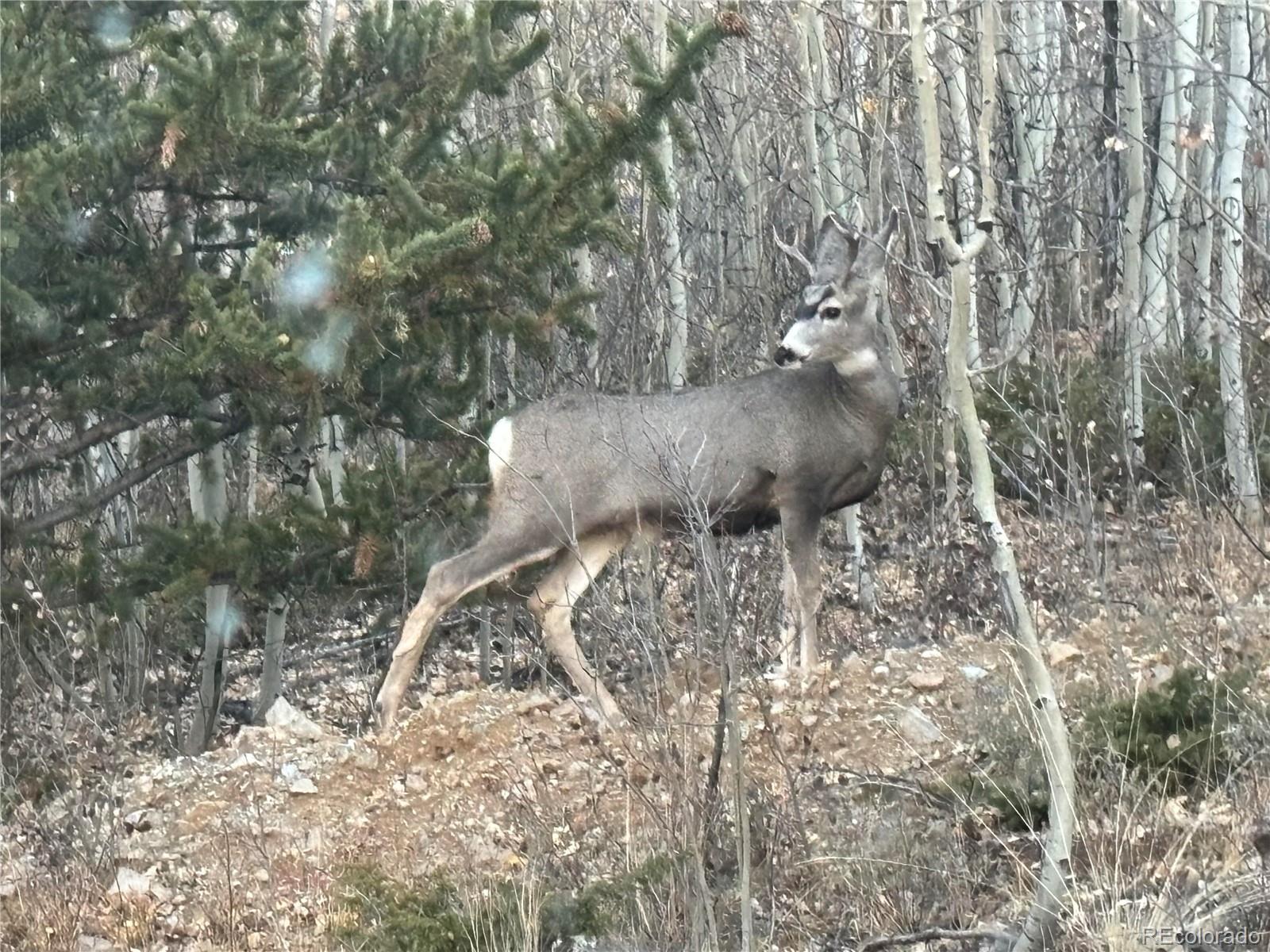 1023 Mexican Ridge Circle Como, CO 80432 - Photo 49 of 50