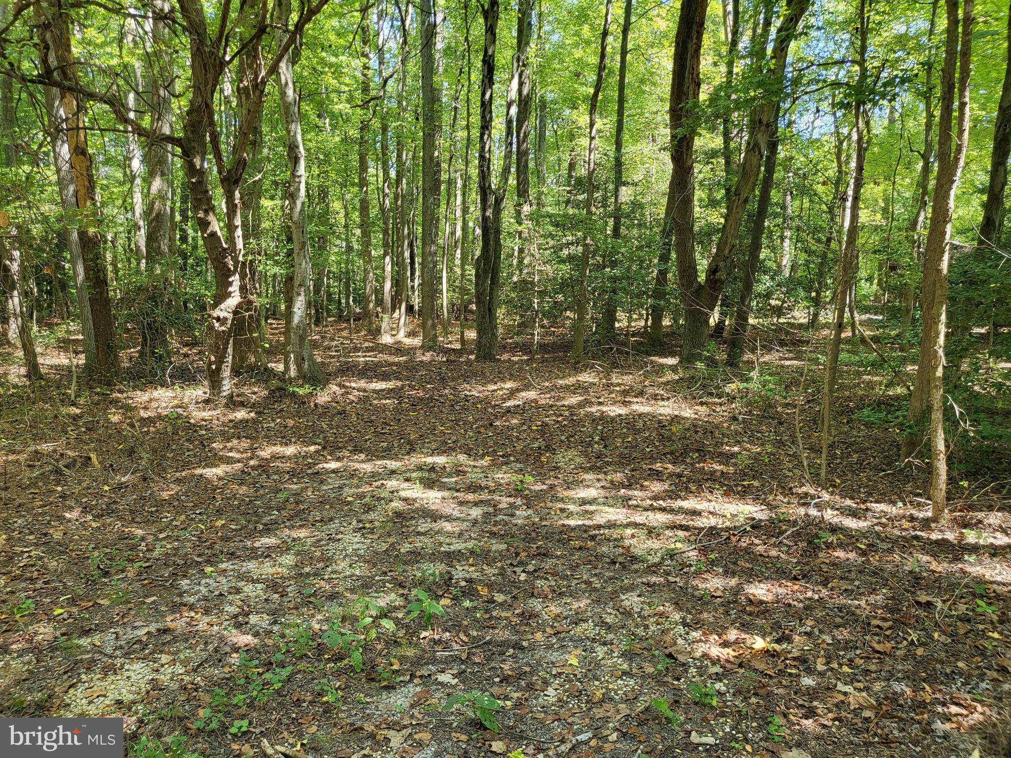 5652 Mt Holly Road East New Market, MD 21631 - Photo 5 of 14