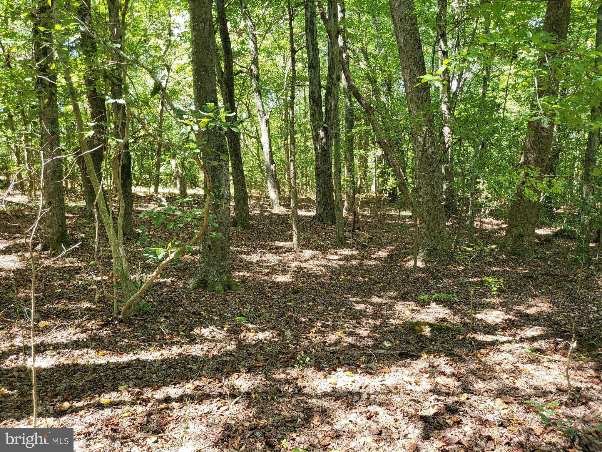 5652 Mt Holly Road East New Market, MD 21631 - Photo 7 of 14