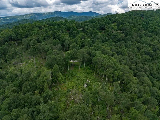 a view of a lush green forest with lots of trees